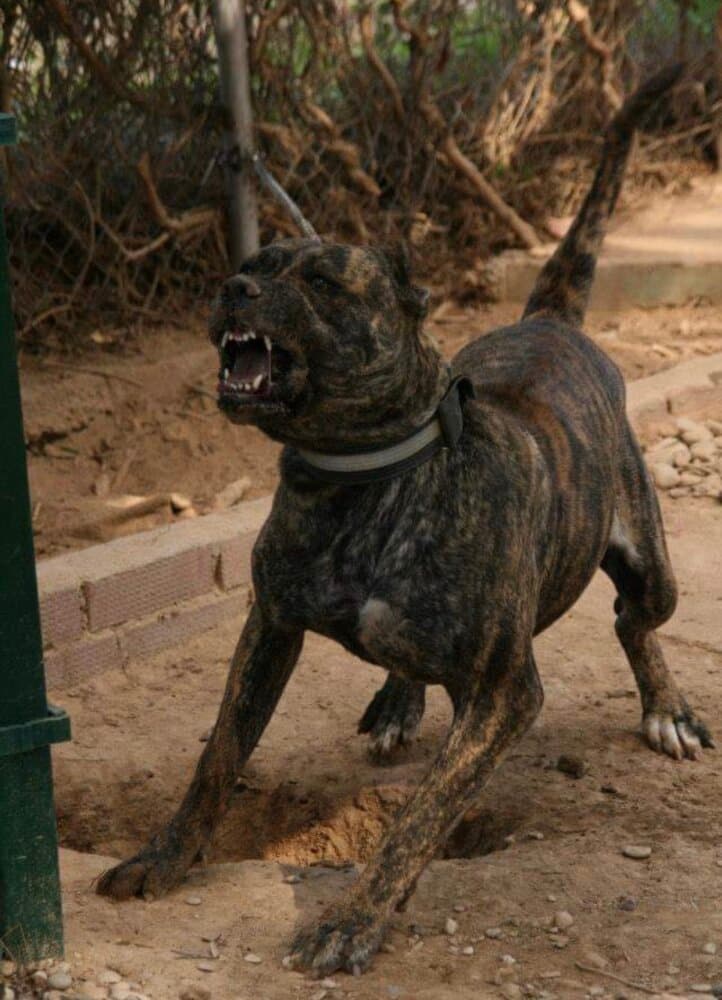 MANGUARA DE IRON BULL 1