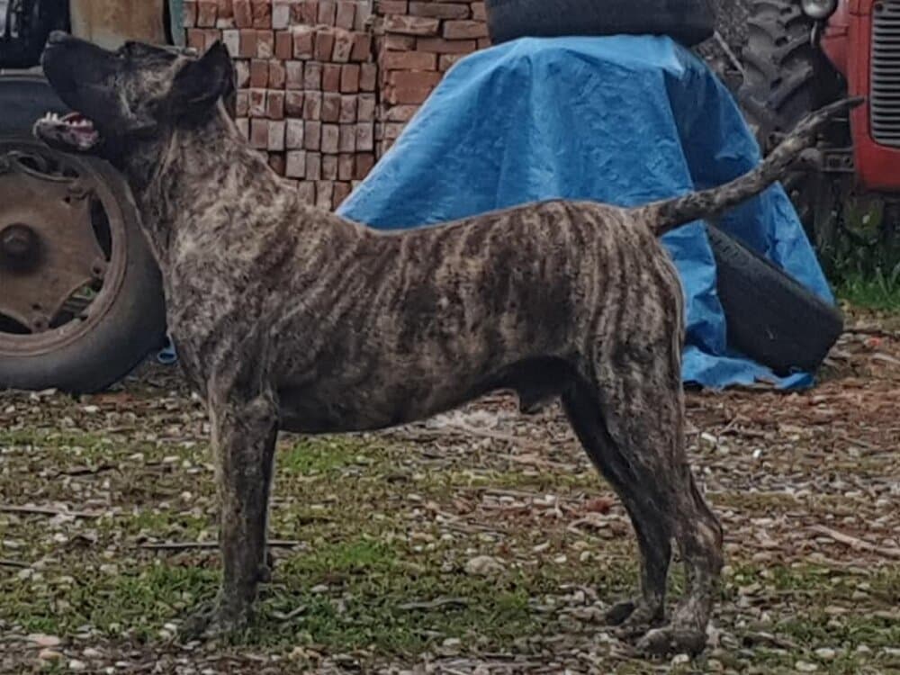 ADEMAR TIRKE BULL 1