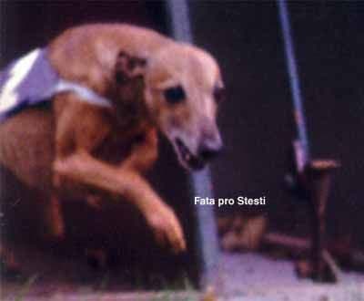 Fata Pro Stesti 1