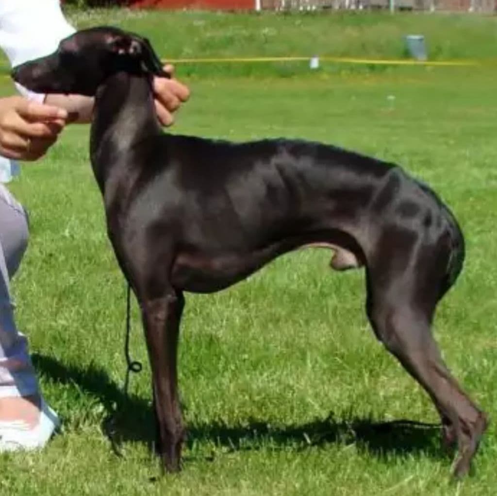 Augustimåne's Anubis 1