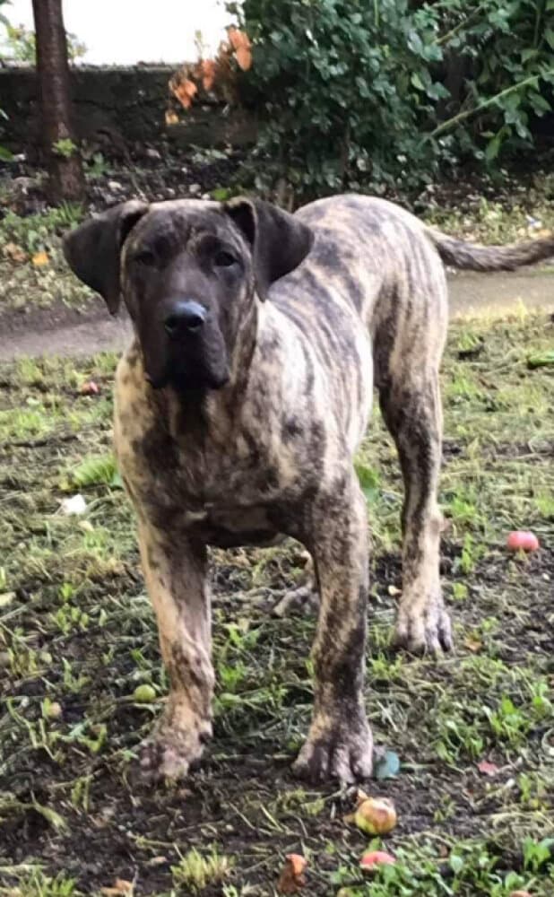 VASCO EL AUTENTICO CANARIO 1