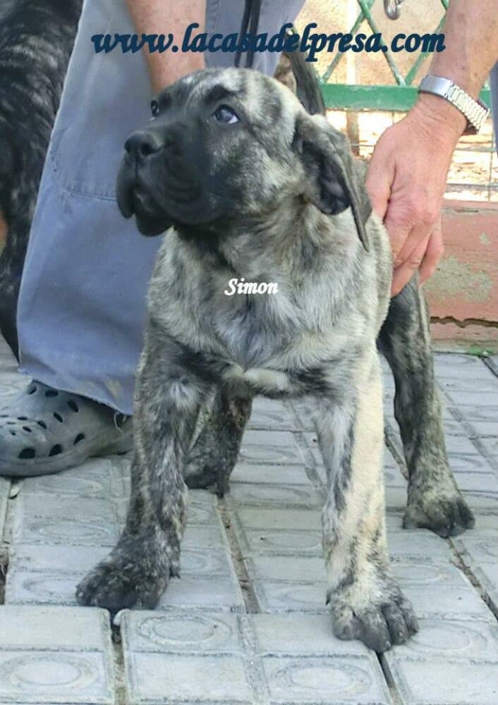 SIMON DE CASA DEL PRESA 1