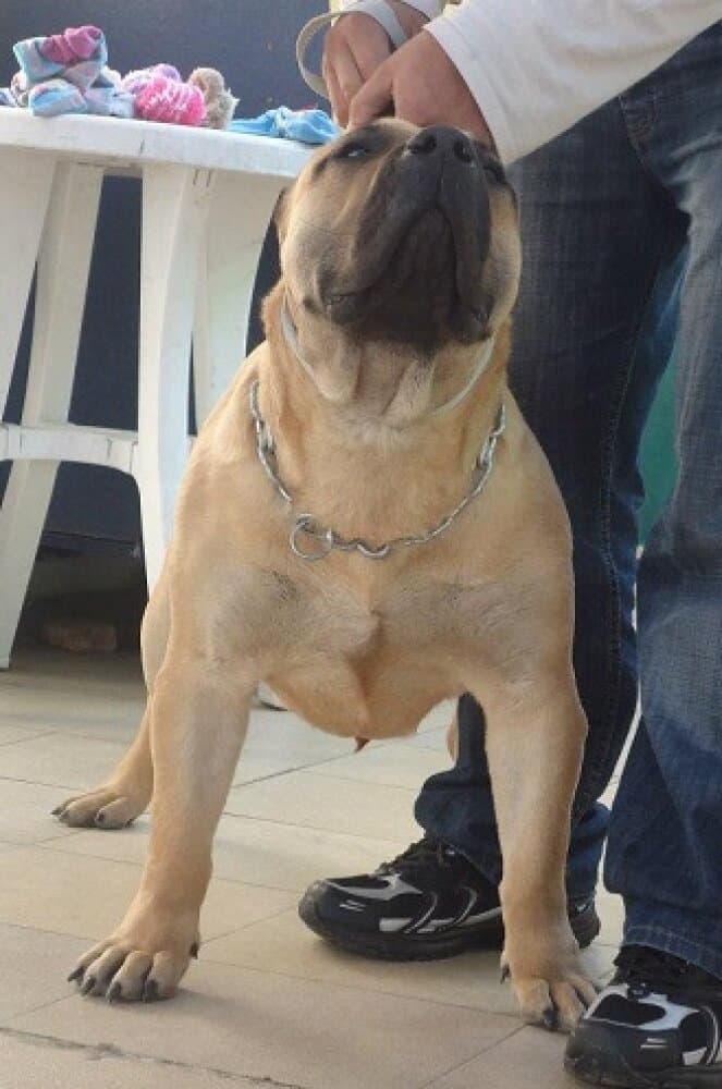 FAYA DE BARNACAN BULL (2011) 1