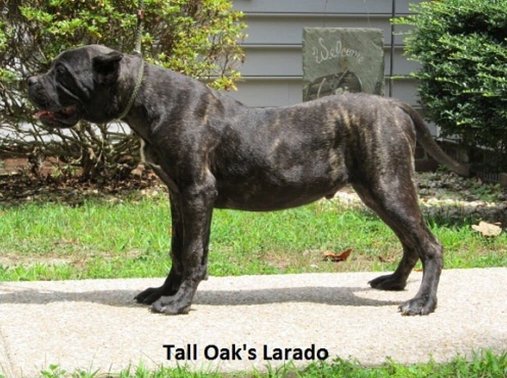 LARADO OF TALL OAKS 1