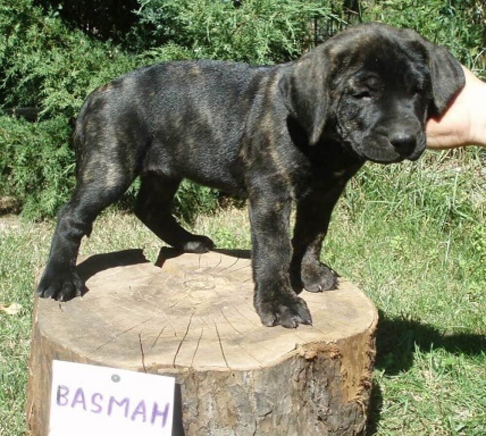BASMAH ALFA FAMILY DOG 1
