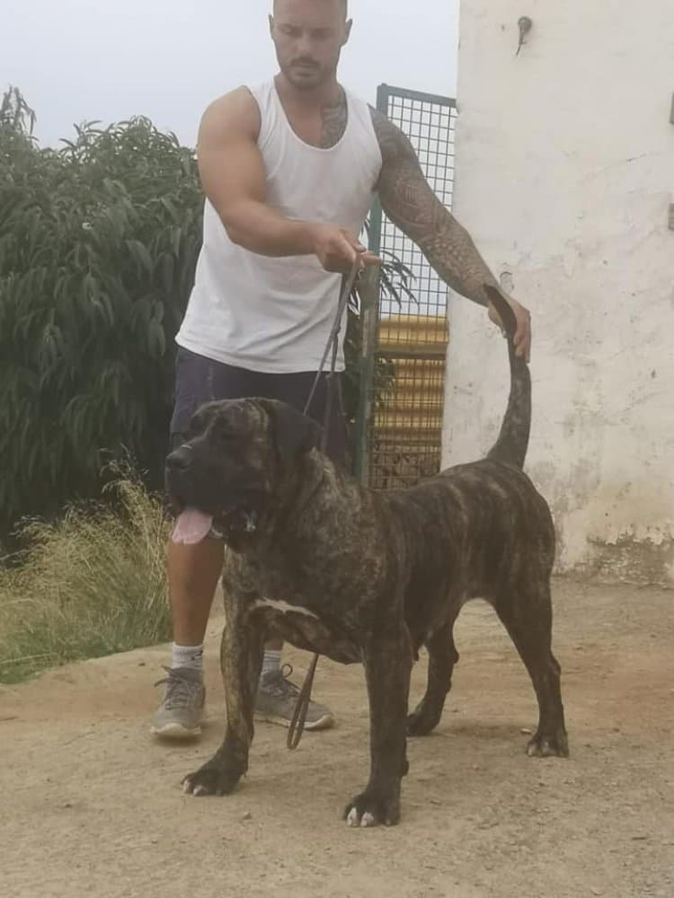 RETAMA DE AJODAR 1