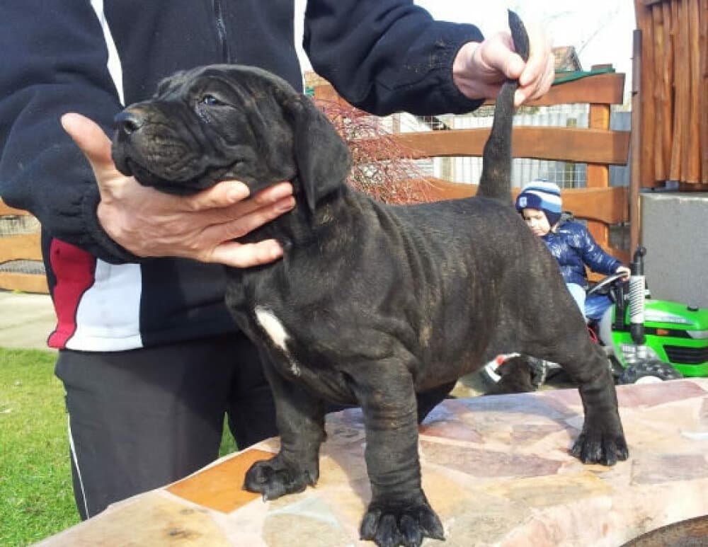 BOSS BULL CANARIO OLGA 1