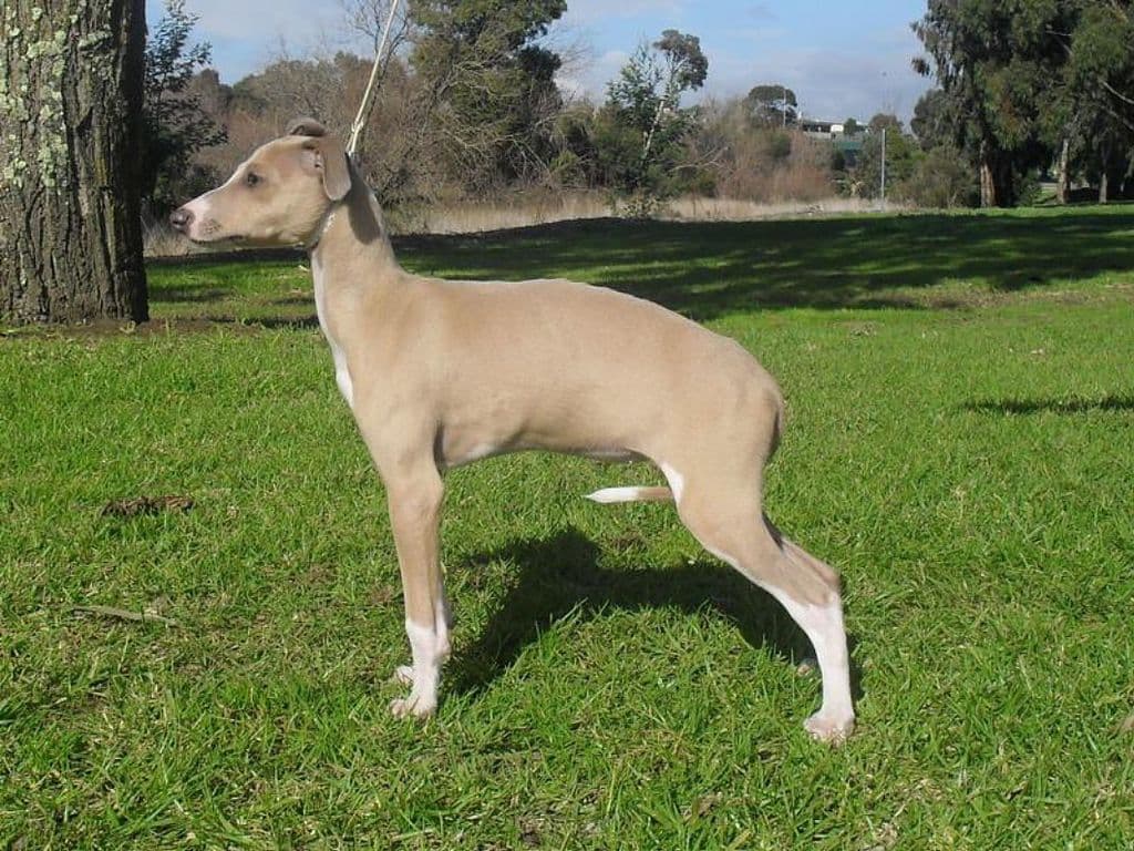 Tunamara Celesta 1
