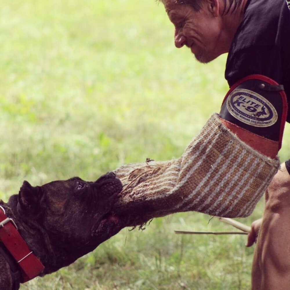 BEARCLAWS DUTCHES (OTF KENNELS DUTCHES) 1