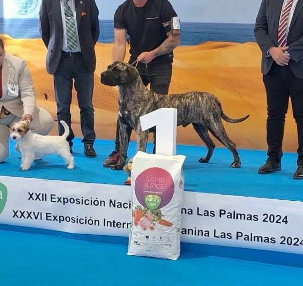 DANTE CANARIKENNEL 1