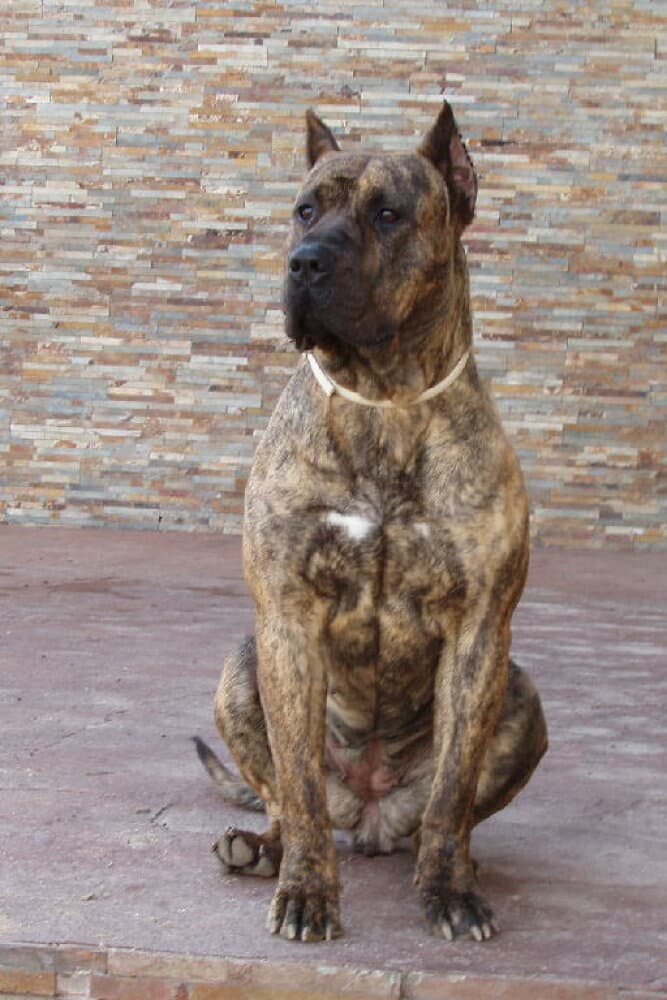KIRA DE VILLA ALESIA 1