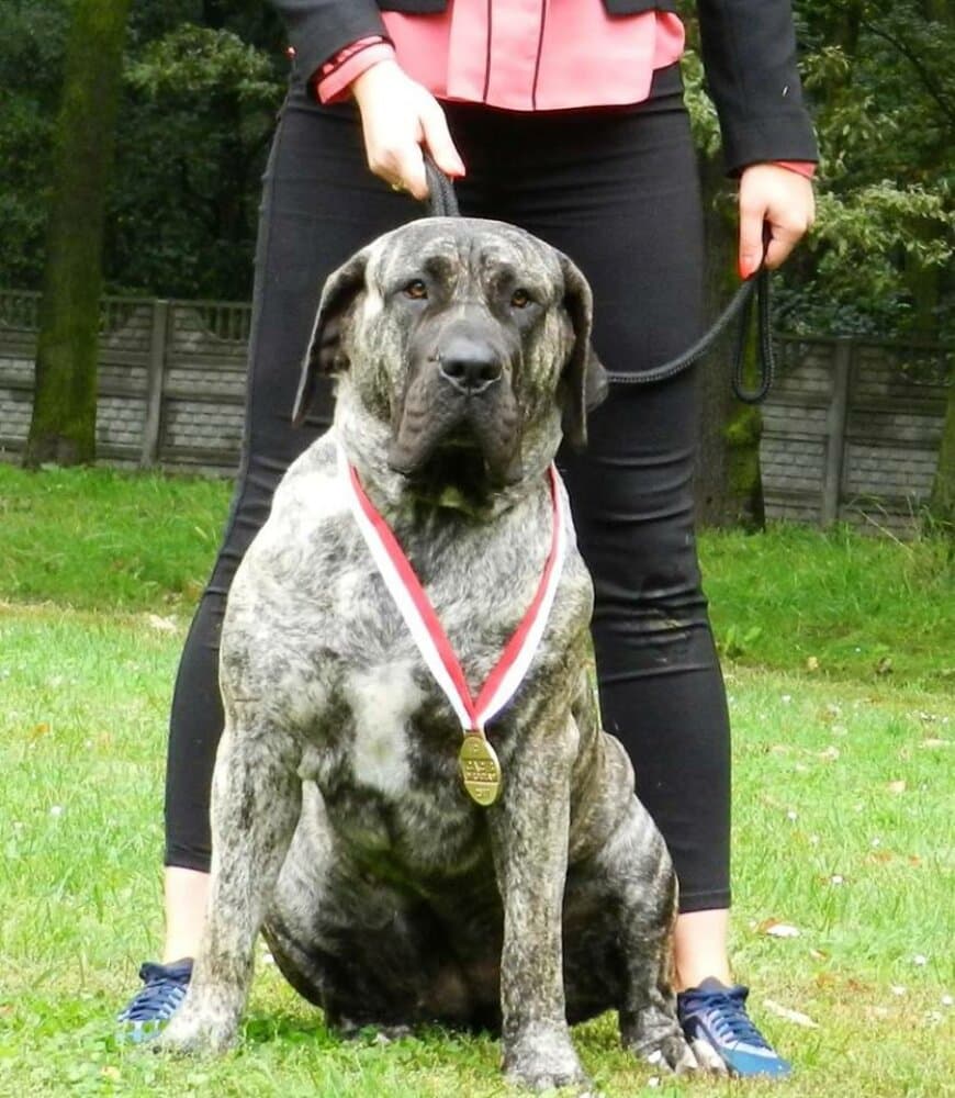 BOSS BULL CANARIO XAYA 1