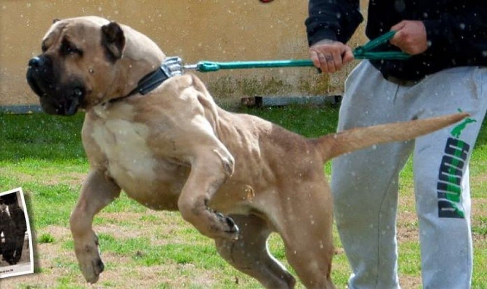 NERON DE RUCADEN 1