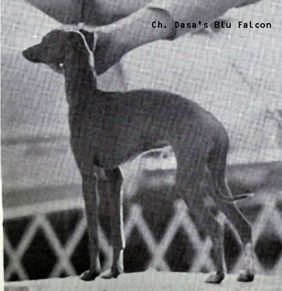 Dasa's Blu Falcon 1