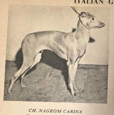 Nagrom Carina 1