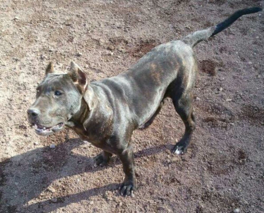 CANCER DE PERRO DE LA TIERRA 1