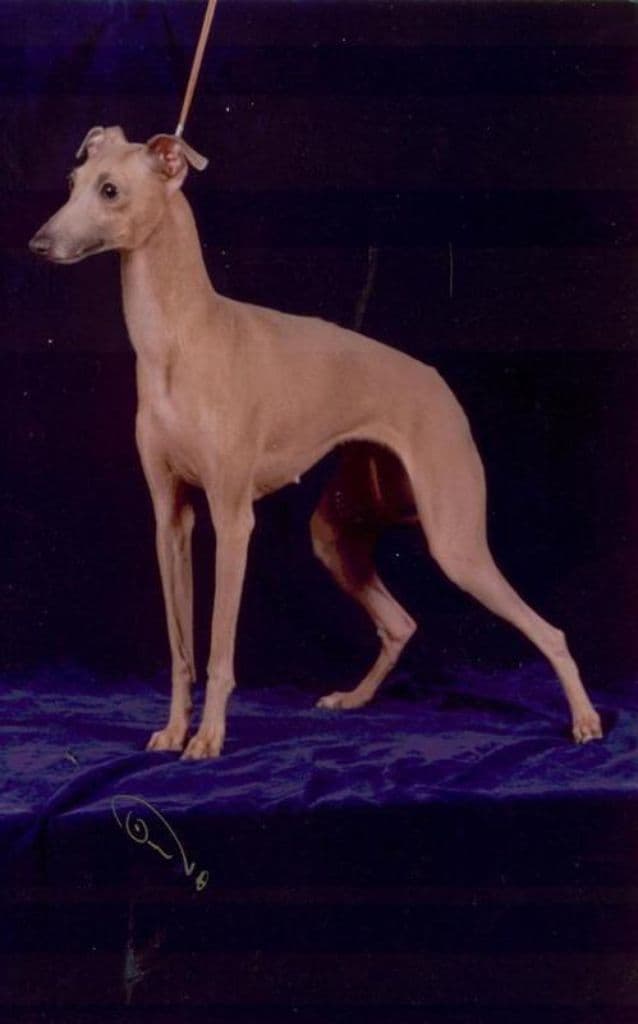 Bella De Silvergrey 1
