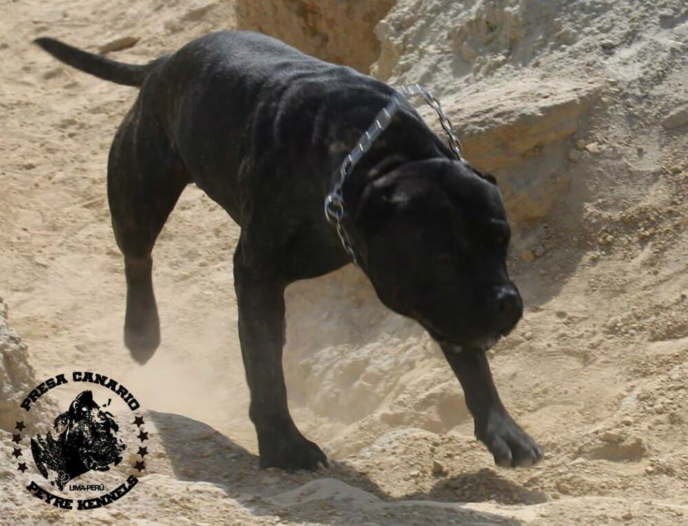 ASASAHA DE PEYRE KENNELS (CRONOX) 1