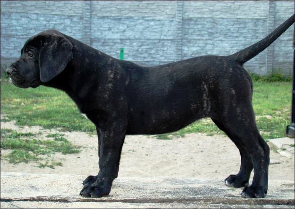DAMA CABALLERO CANARIO 1