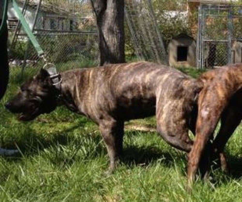 CAPITOL KENNEL ISIS LOVE 1