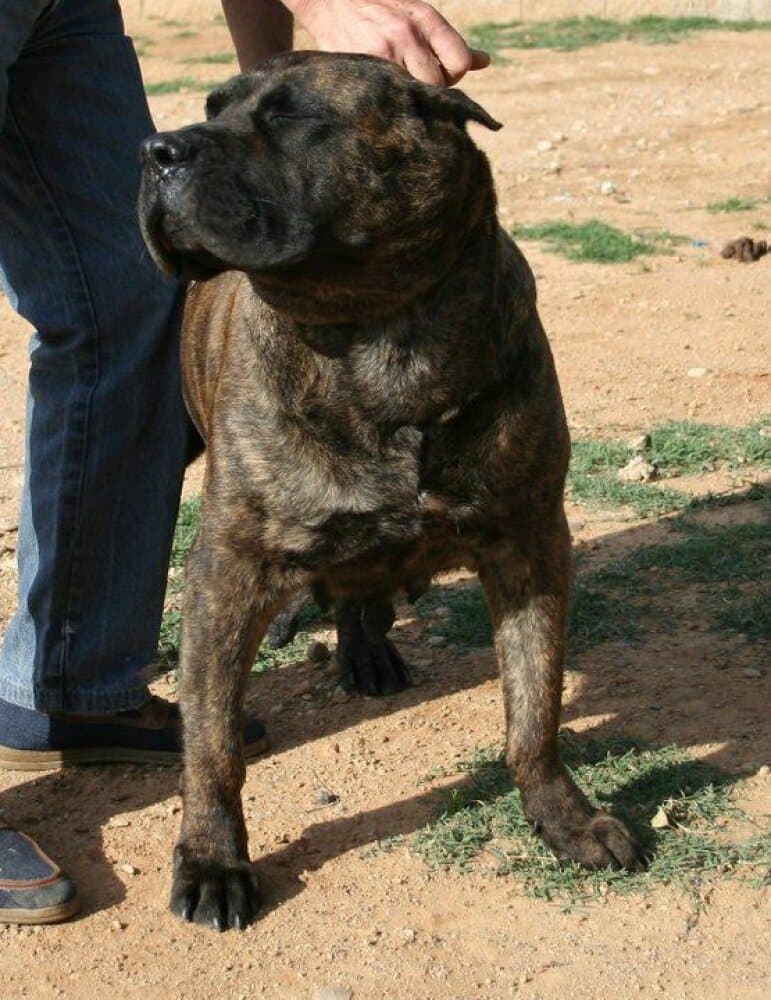 NALA DE CASA DEL PRESA 1