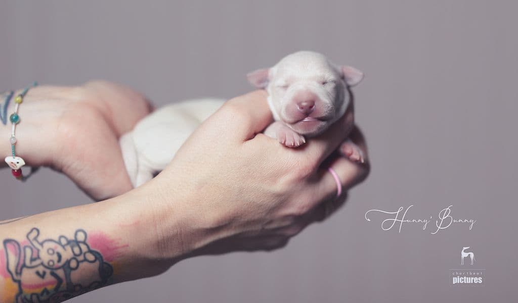 Chartbeat Hunny'Bunny 1