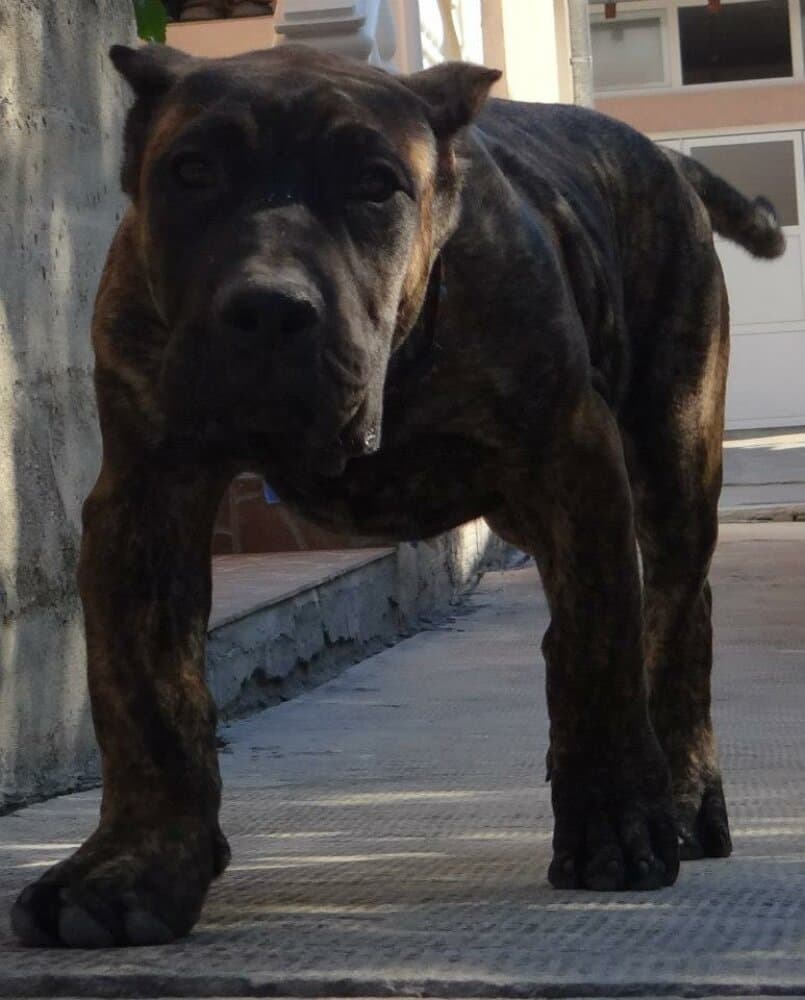 BRAVE GIRL OF IMPERATOR 1