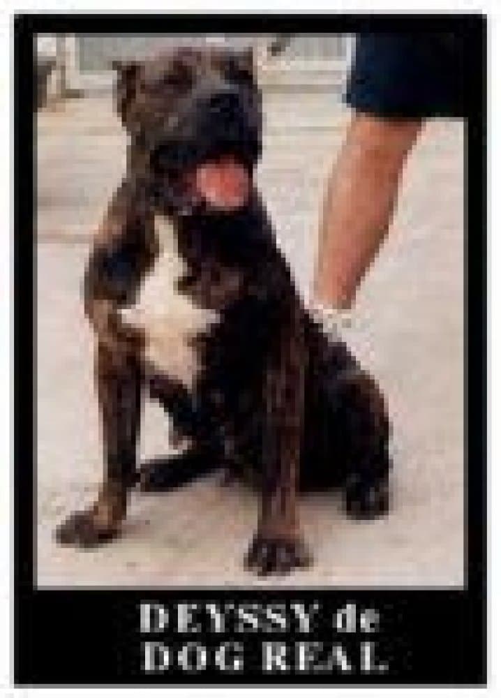DEYSSY DE DOG REAL 1