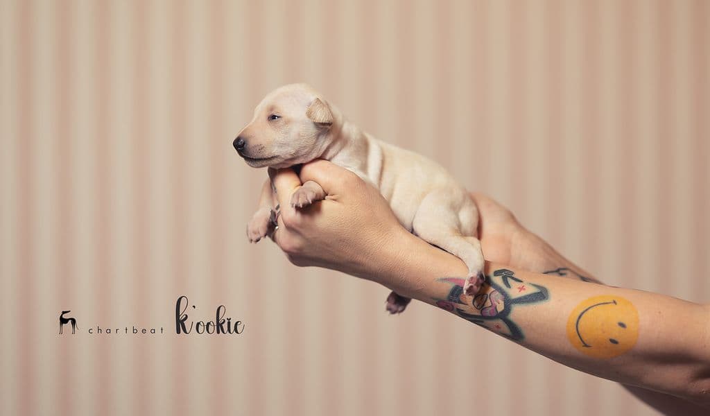 Chartbeat K'ookie 1