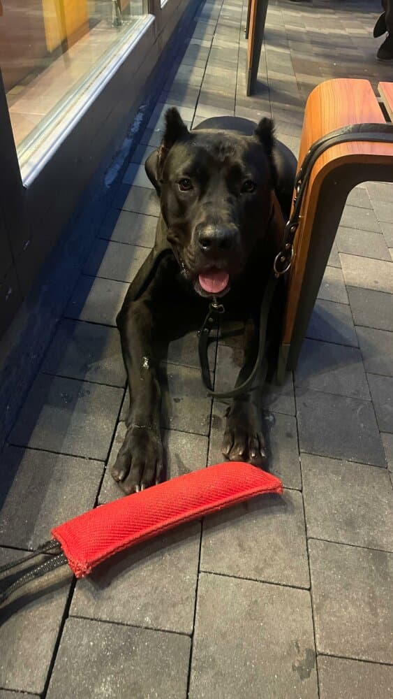 BAGHEERA DE LOS MENCEYES 1