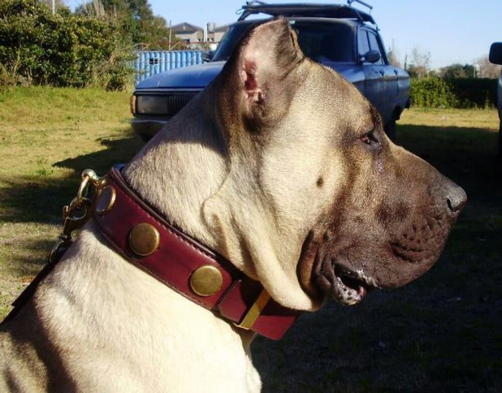 HUMMER BALUARTE DE LOS PERROS 1