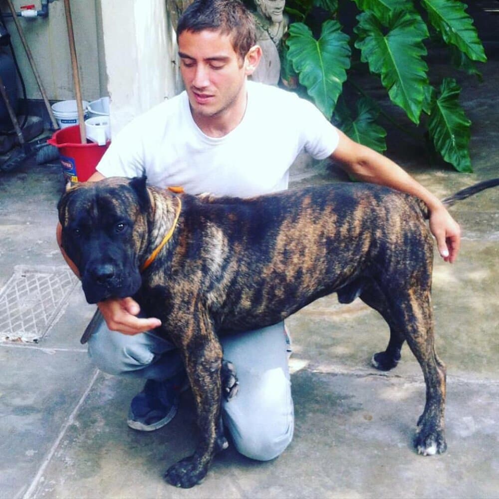 CASSIUS DE PEYRE KENNELS 1
