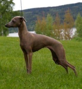 Abolla Lady Von Dogcastle 1