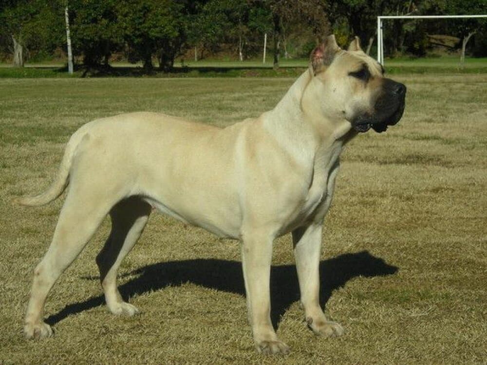 BLONDA DE RANCHO BRAVO 1