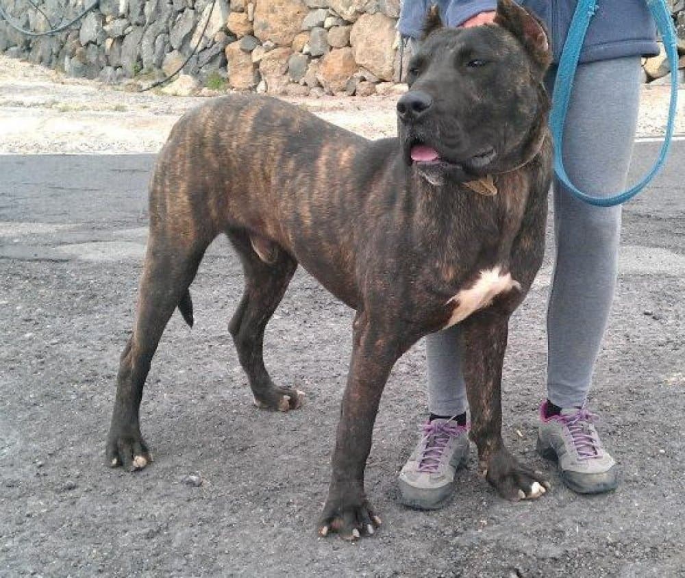 TAURO DE PERRO DE LA TIERRA 1