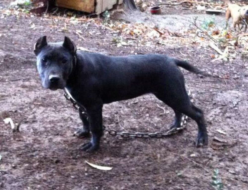 GUANCHA DE PERRO DE LA TIERRA 1