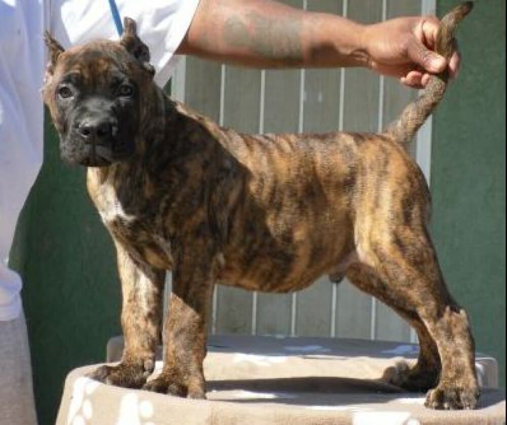 WAXX DE HIGH VELOCITY K9 (WAXX HVK9) 1