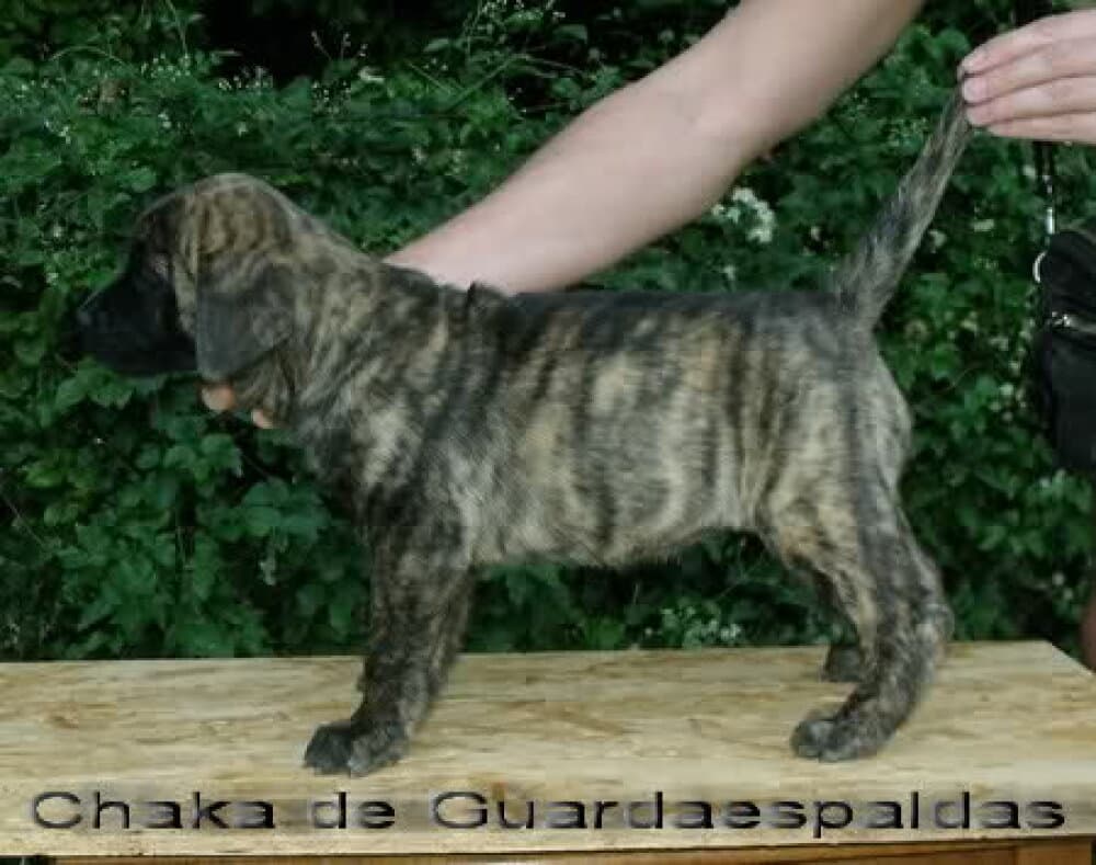 CHAKA DE GUARDAESPALDAS 1