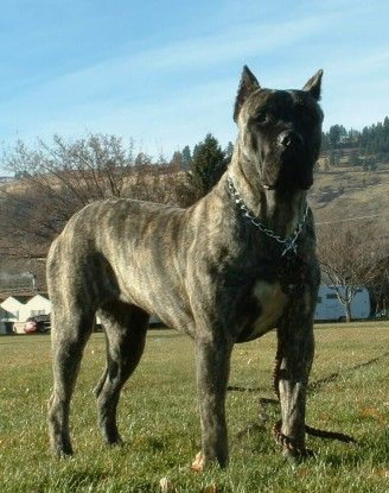 AKIRA DE ATLANTIDA CAN 1