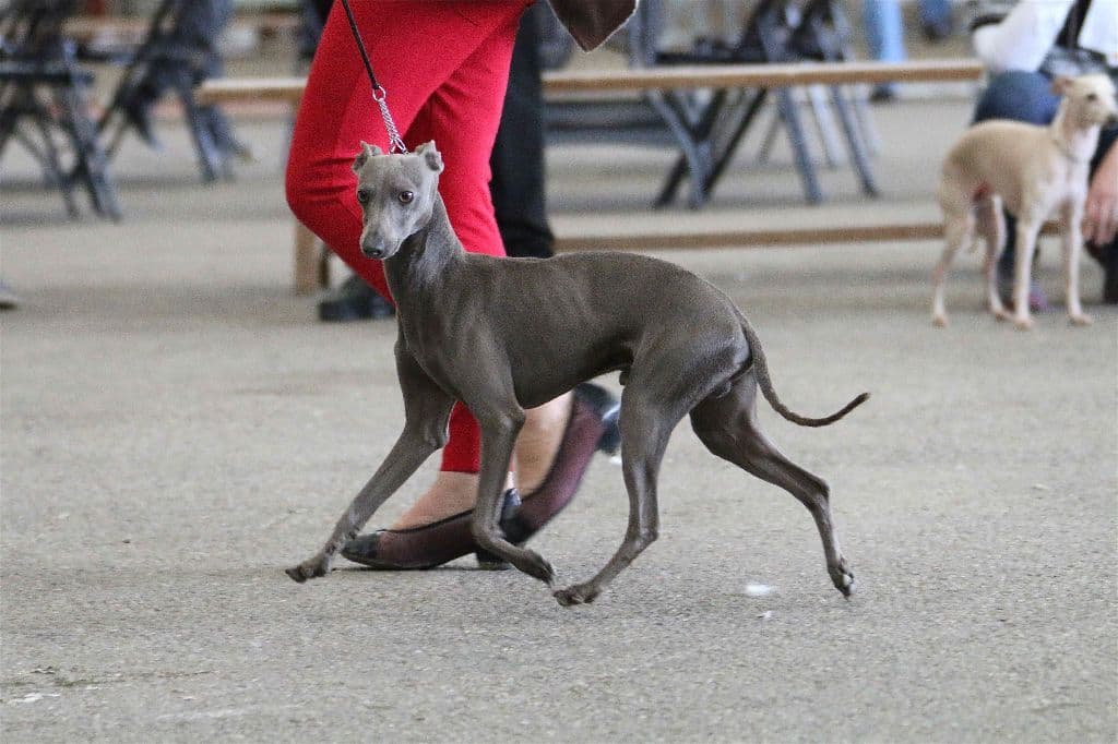 Quventus Du Chien D'Ebène 1