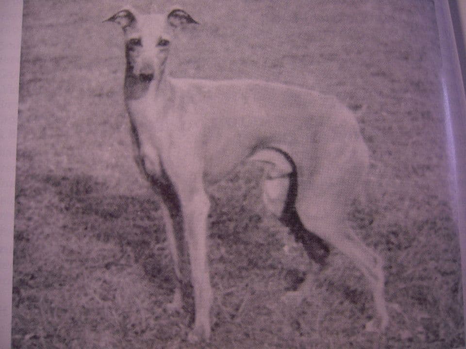 Fleeting Flavius 1