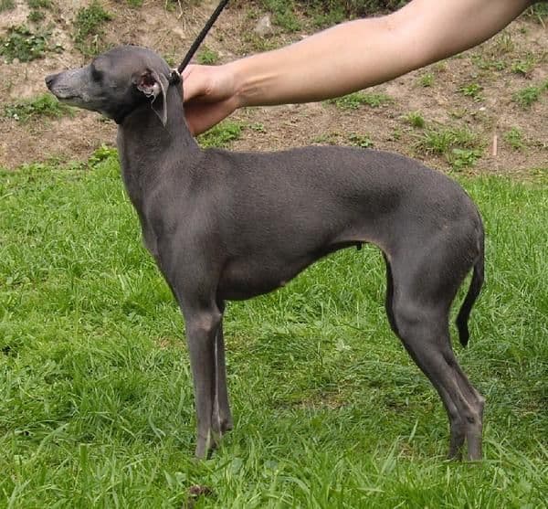 Beautiful Girl Upnani De Magistris 1