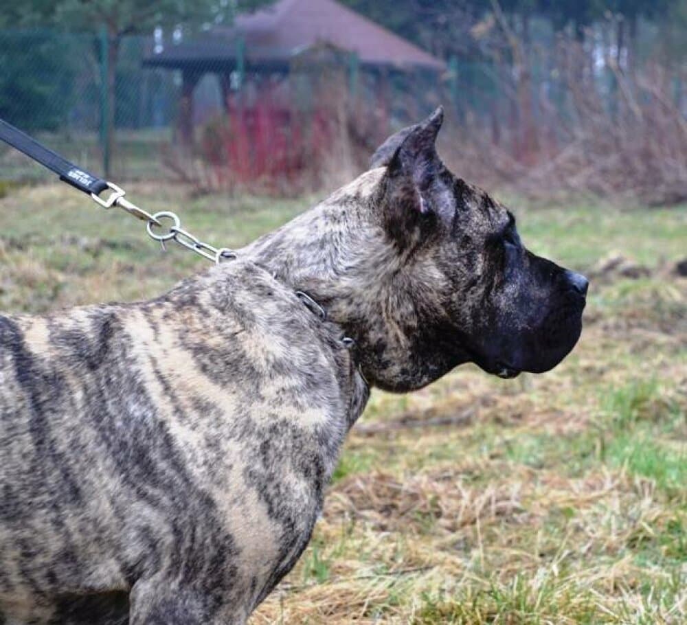 TRIADA BALUARTE DE LOS PERROS 1