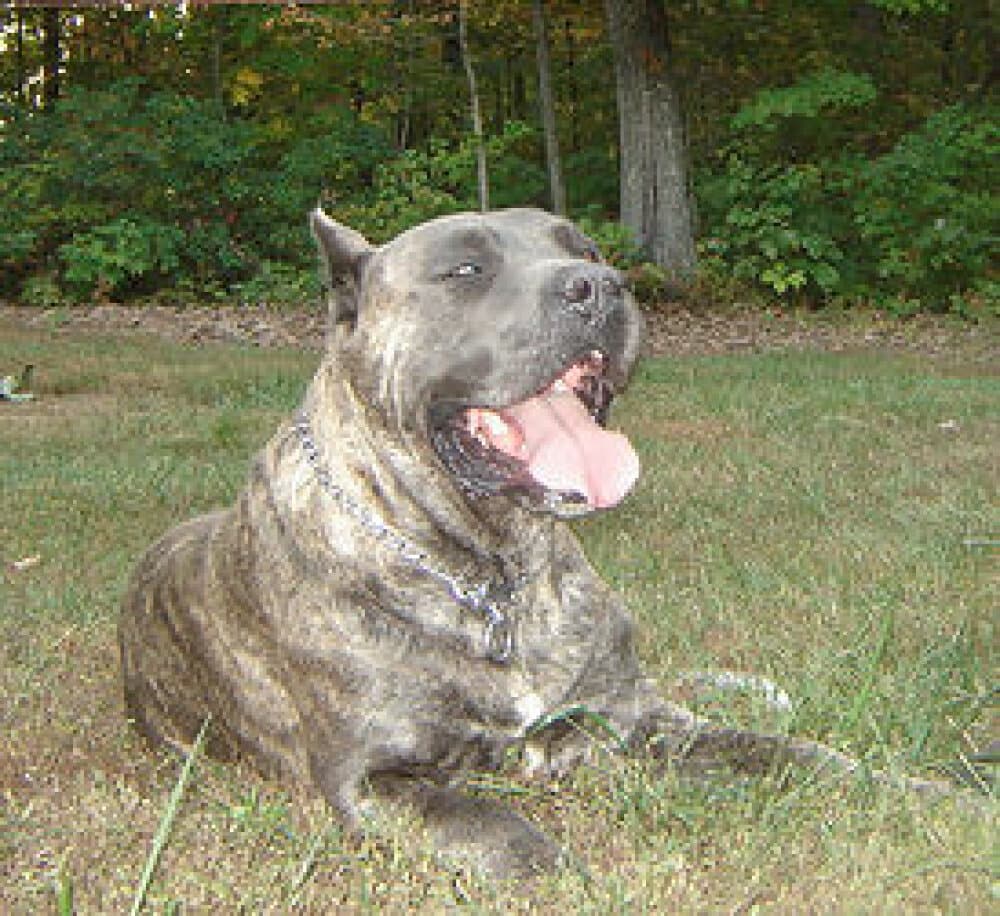 AKCM MAXIMUS DEMETRIUS 1