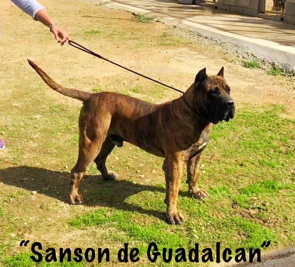 SANSON DE GUADALCAN 1