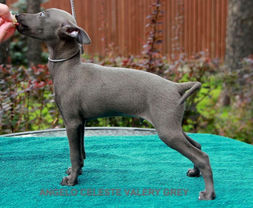 Angelo Celeste Valery Grey 1
