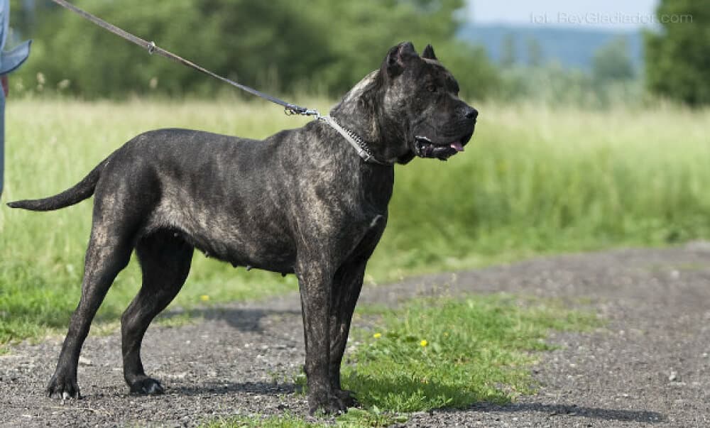 YAIZA GUERRERO CANARIO 1