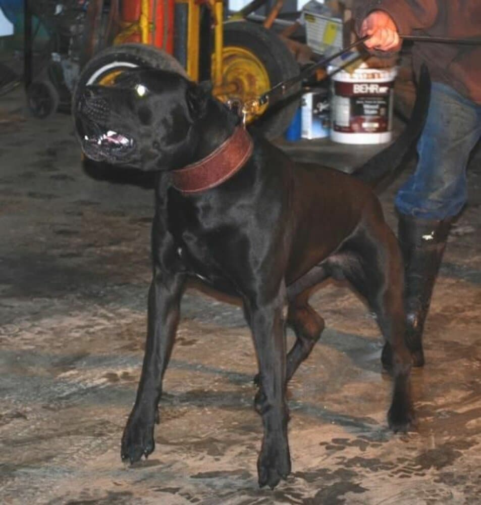 COAL DE LEXA ESTATE GUARDIAN 1