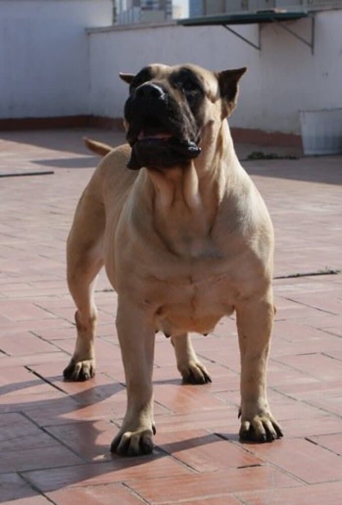 QUILLA DE BARNACAN BULL 1