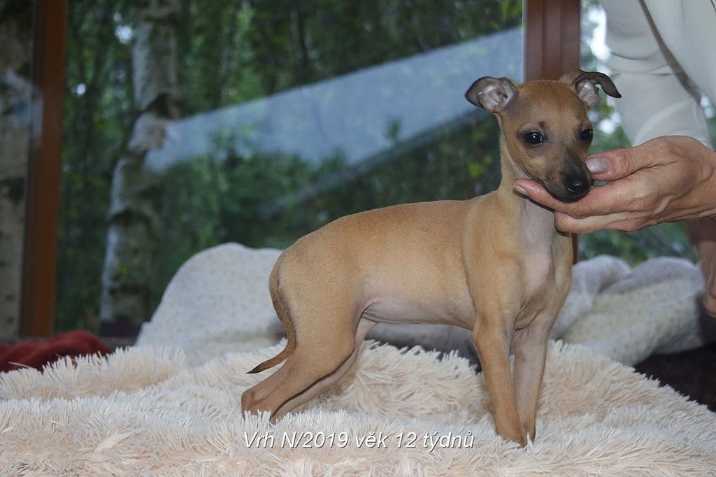 Nensy Feritte Bugsy 1